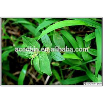 100% Natural Euphorbia Hirta Extract powder 5: 1- 20: 1